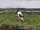 Black-Necked Stork, Yellow Water, Kakadu NP